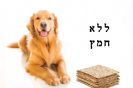 אוכל לכלבים כשר לפסח